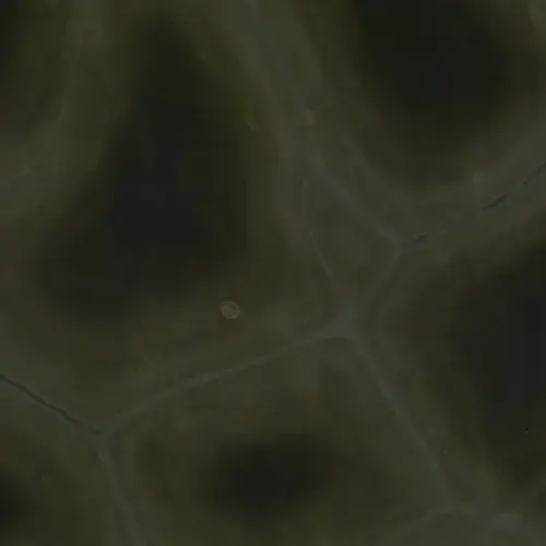 Кварцит Tortuga